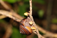 Sphaerospira fraseri