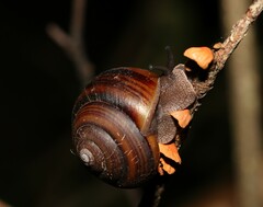 Sphaerospira fraseri