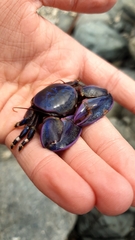 Petrolisthes violaceus