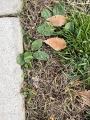 Plantago major