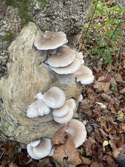 Pleurotus ostreatus