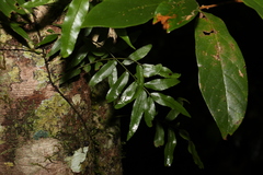 Arthropteris tenella