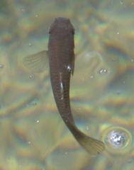 Gambusia affinis