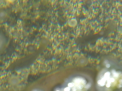 Stethojulis balteata