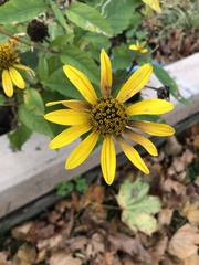 Heliopsis helianthoides