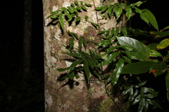 Arthropteris tenella