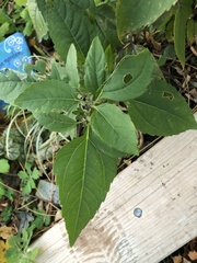 Heliopsis helianthoides