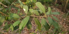 Notelaea longifolia