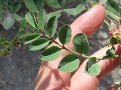 Hosackia crassifolia