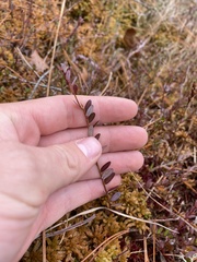 Vaccinium macrocarpon