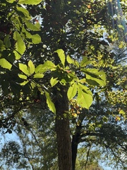 Quercus michauxii