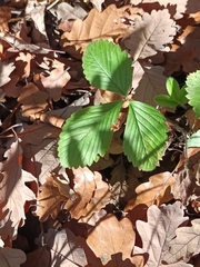 Fragaria vesca