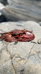 Petrolisthes tuberculosus