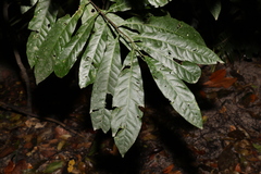 Elaeocarpus grandis