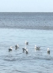 Larus dominicanus