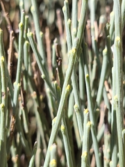 Cytisus oromediterraneus