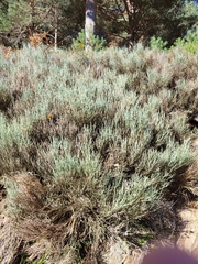 Cytisus oromediterraneus