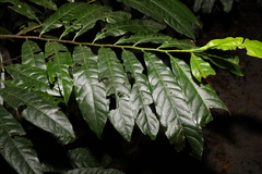 Elaeocarpus grandis