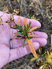 Hypericum densiflorum