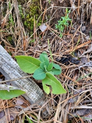 Lonicera periclymenum