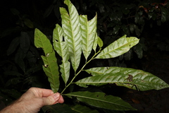 Elaeocarpus grandis