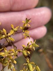 Hypericum densiflorum