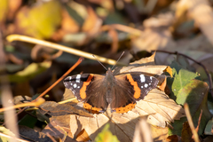 Vanessa atalanta atalanta
