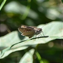 Lerodea eufala eufala
