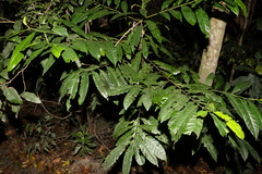 Elaeocarpus grandis