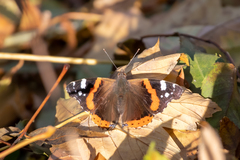 Vanessa atalanta atalanta