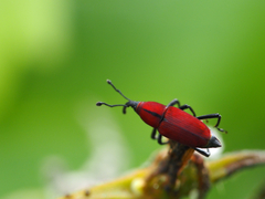 Rhodobaenus sanguineus