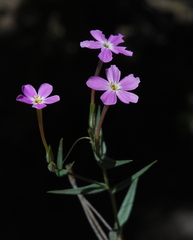 Phlox dolichantha