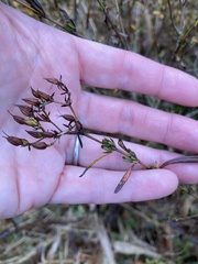 Hypericum densiflorum