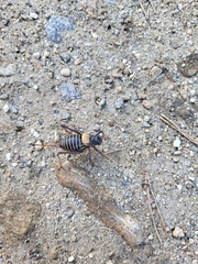 Lluciapomaresius stalii