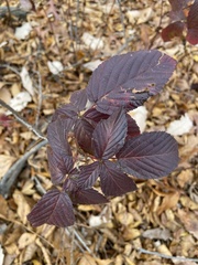 Rubus allegheniensis