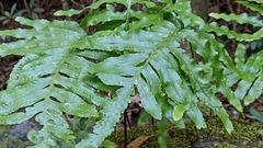 Polypodium macaronesicum azoricum