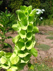 Moluccella laevis