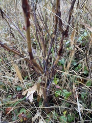 Hypericum densiflorum