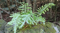 Polypodium macaronesicum azoricum