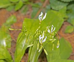 Primula meadia