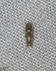 Erythroneura elegans