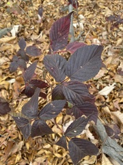 Rubus allegheniensis