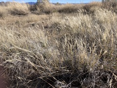 Scleropogon brevifolius