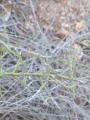 Adolphia californica