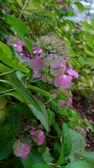Hydrangeaceae