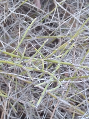 Adolphia californica