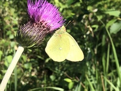 Colias palaeno