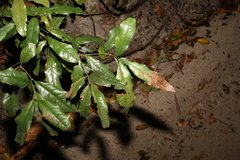 Beilschmiedia elliptica