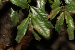 Beilschmiedia elliptica