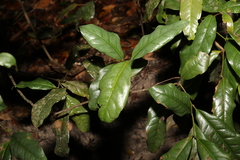 Beilschmiedia elliptica
